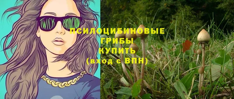 Галлюциногенные грибы Psilocybe  кракен как войти  Железноводск  купить  сайты 